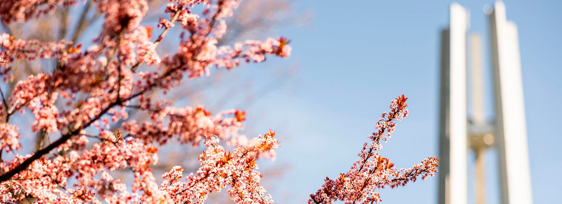 Pink flowering trees in the foreground and CSI bell tower in the background out of focus