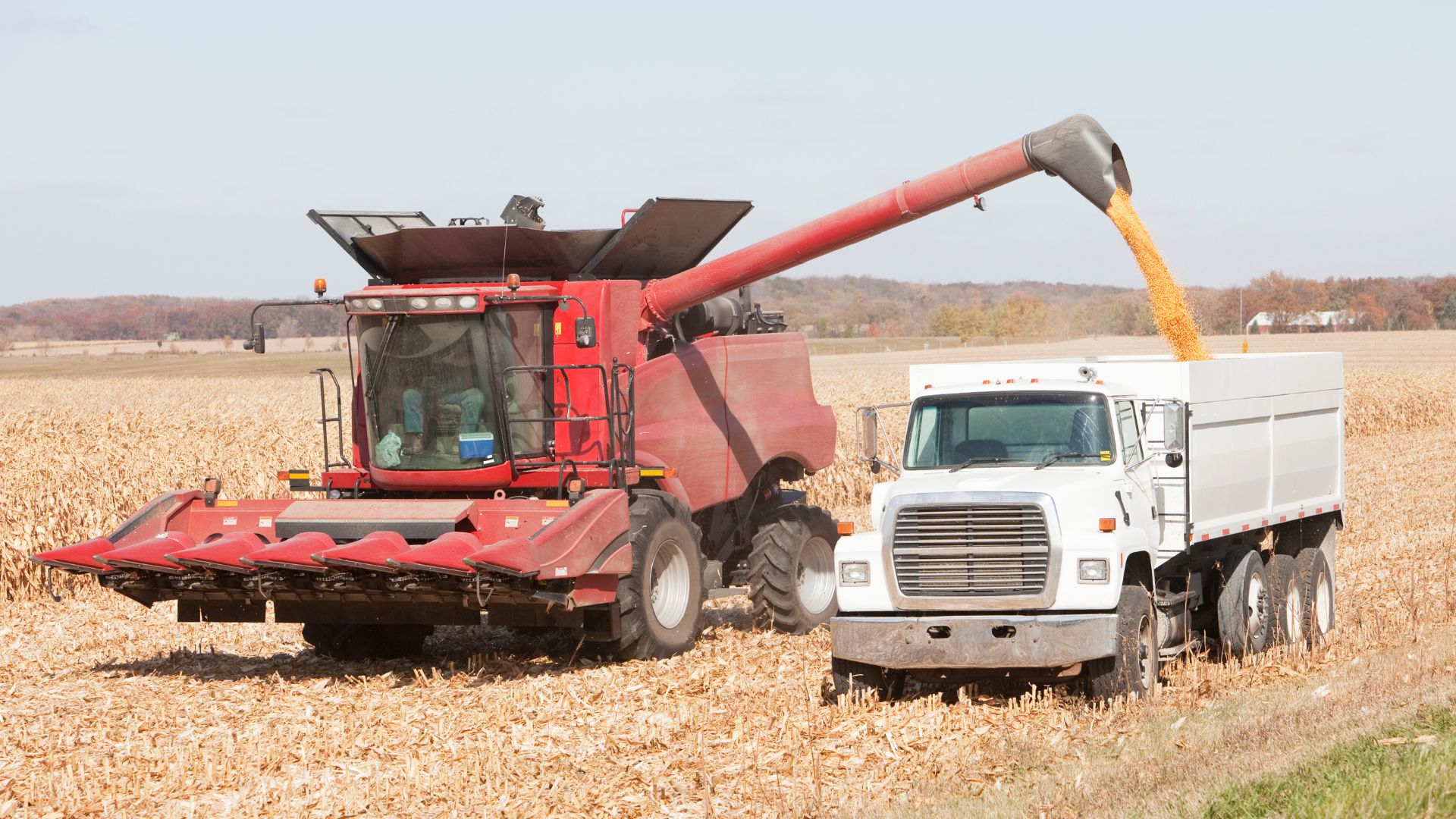 Combine harvesting grain