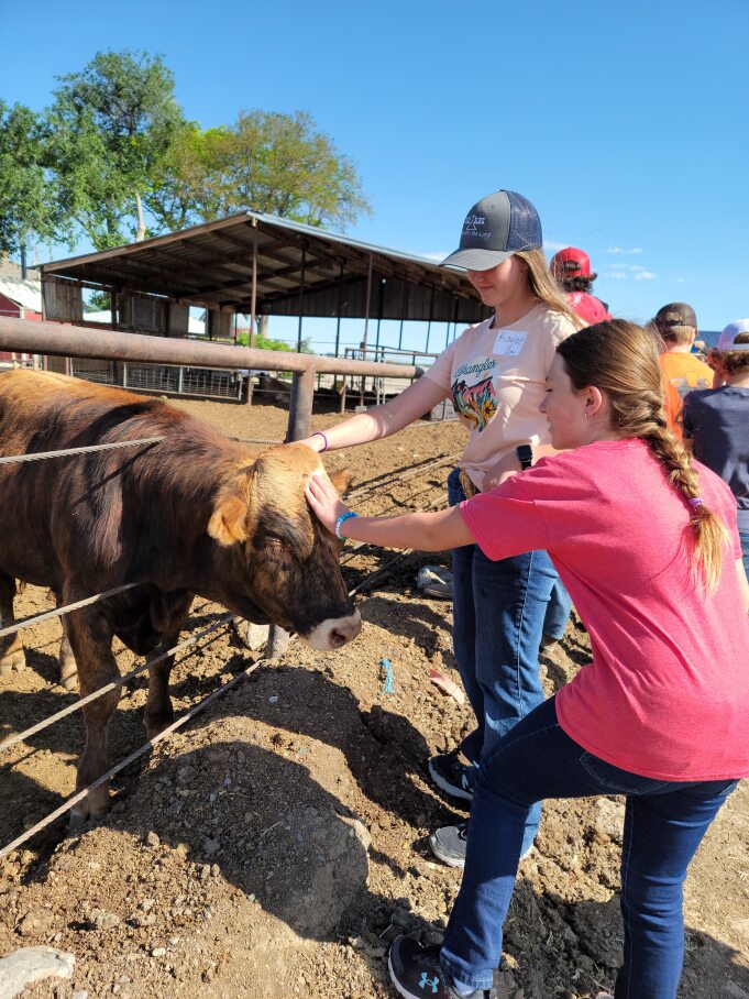 Two students petting the head of a heifer sticking her head through he fence